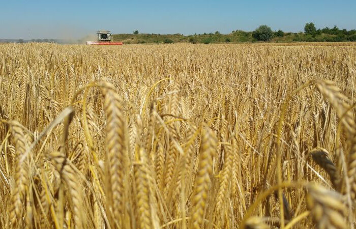Getreideernte: Trockenheit schmälert Erwartungen deutlich