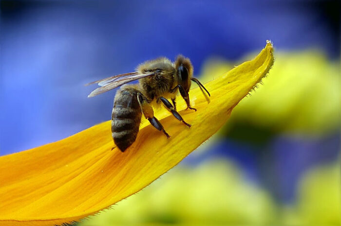 «BienABest»: stellt Wildbienen in den Fokus