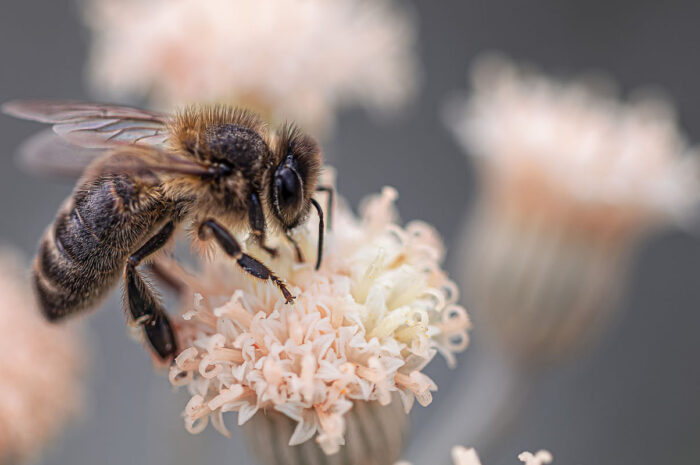 TUM: Insektensterben und Artenschwund noch stärker als gedacht