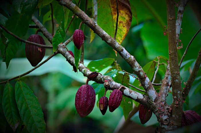 Statistik: Die Importpreise für Kakaobohnen wachsen in den Himmel