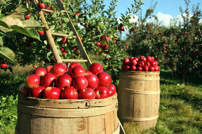 Statistik: Apfelernte 2021 auf Vorjahresniveau
