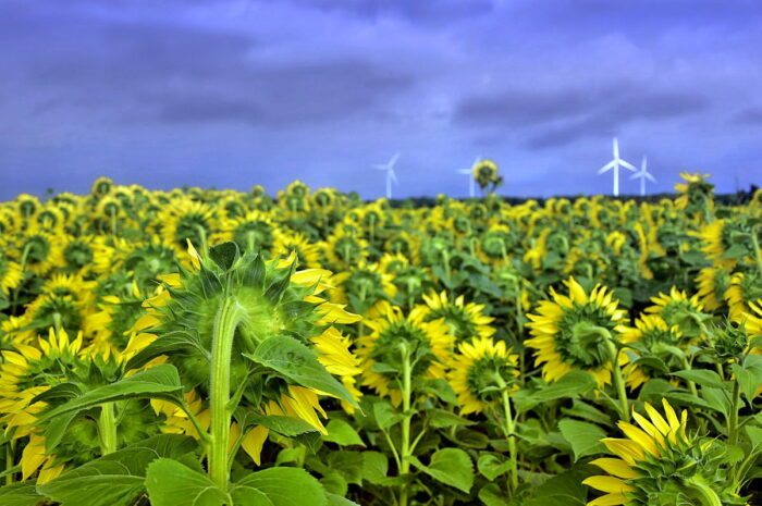 Witterung macht Anbauflächen-Plus bei EU-Sonnenblumen zunichte